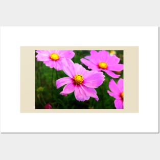 Summery Pink Cosmos Posters and Art